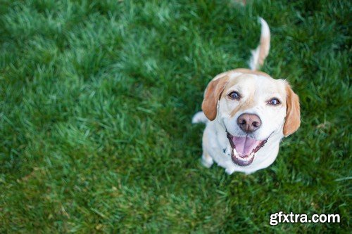 Stock Photos - Happy dog, 25xJPG