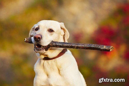 Stock Photos - Happy dog, 25xJPG