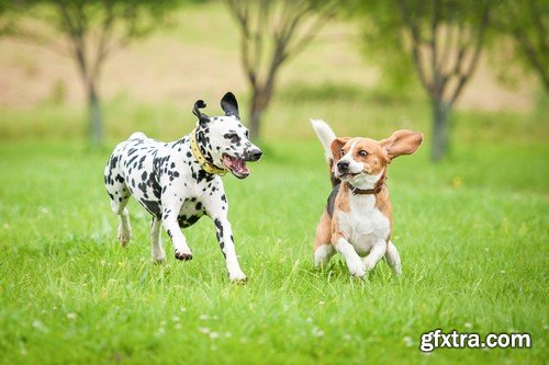 Stock Photos - Happy dog, 25xJPG