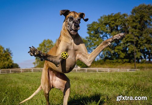 Stock Photos - Happy dog, 25xJPG