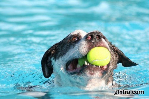 Stock Photos - Happy dog, 25xJPG