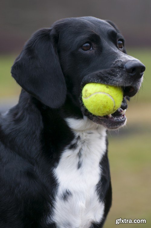 Stock Photos - Happy dog, 25xJPG