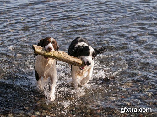 Stock Photos - Happy dog, 25xJPG