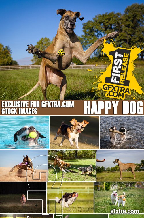 Stock Photos - Happy dog, 25xJPG