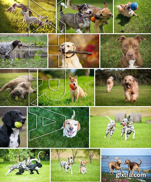 Stock Photos - Happy dog, 25xJPG