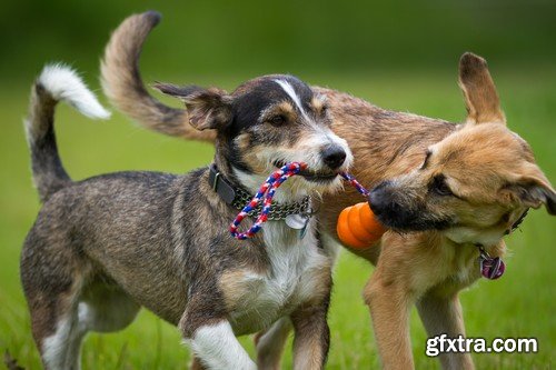 Stock Photos - Happy dog, 25xJPG