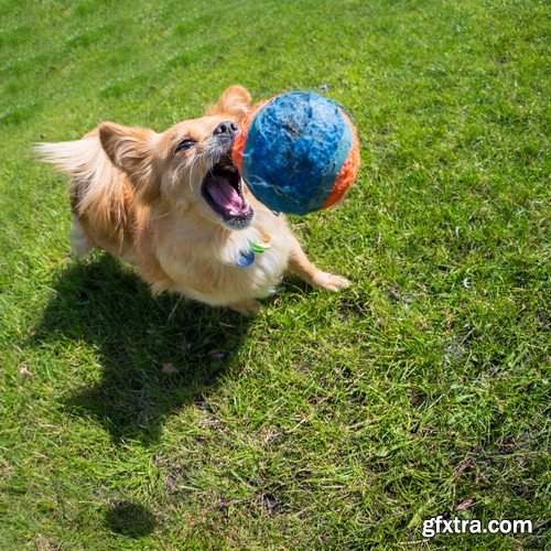 Stock Photos - Happy dog, 25xJPG