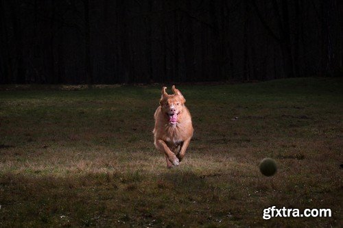 Stock Photos - Happy dog, 25xJPG