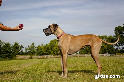 Stock Photos - Happy dog, 25xJPG