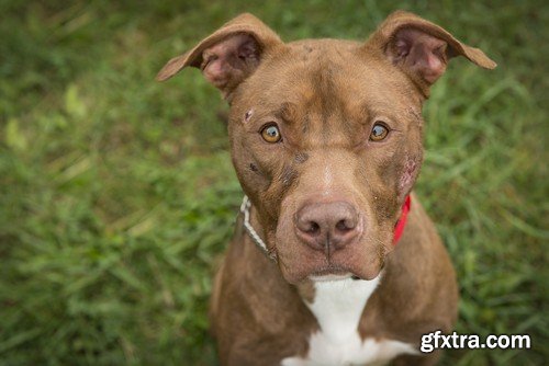 Stock Photos - Happy dog, 25xJPG