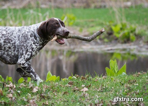 Stock Photos - Happy dog, 25xJPG