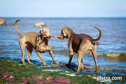 Stock Photos - Happy dog, 25xJPG