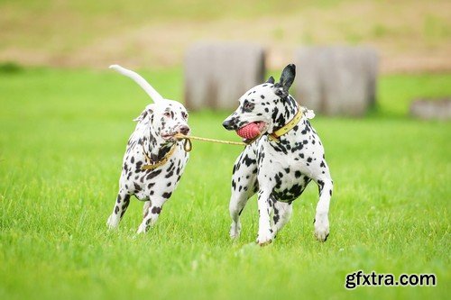 Stock Photos - Happy dog, 25xJPG