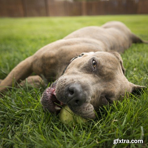 Stock Photos - Happy dog, 25xJPG