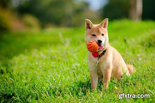 Stock Photos - Happy dog, 25xJPG