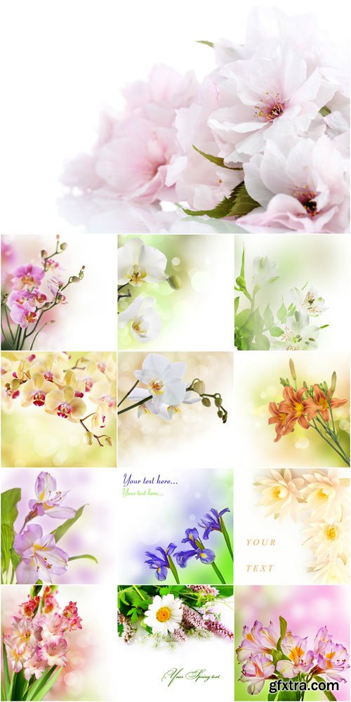 Raster backgrounds with delicate spring flowers