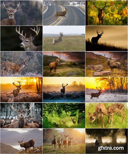 Collection beautiful deer in different landscapes 25 HQ Jpeg