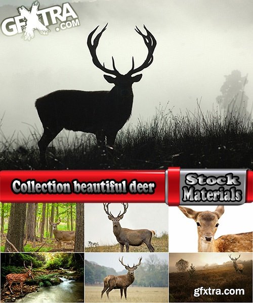 Collection beautiful deer in different landscapes 25 HQ Jpeg