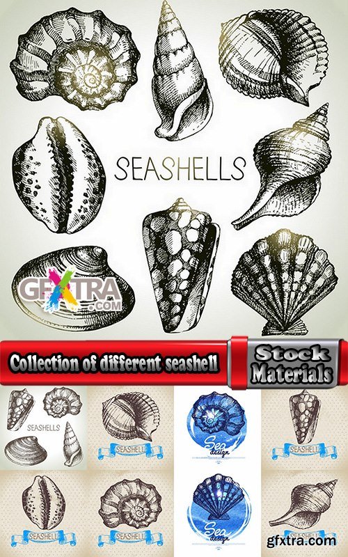 Collection of different vector picture painted seashell sink 25 Eps