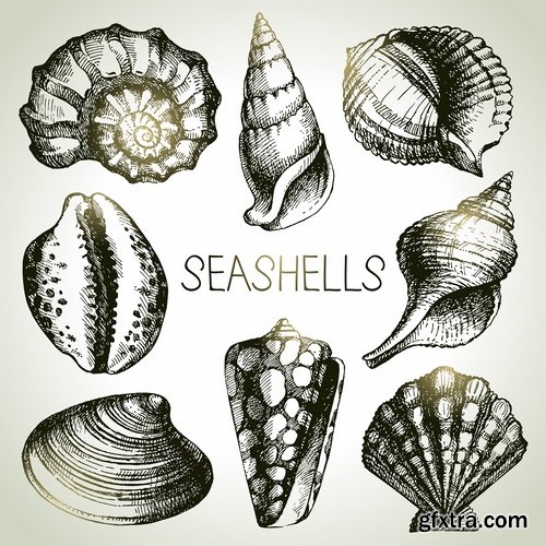 Collection of different vector picture painted seashell sink 25 Eps