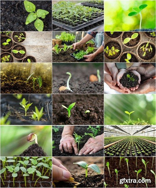 Collection of beautiful plants sprout sprouts seedling gardening 25 HQ Jpeg