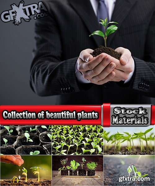 Collection of beautiful plants sprout sprouts seedling gardening 25 HQ Jpeg