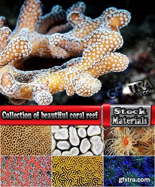 Collection of beautiful coral reef underwater world 25 HQ Jpeg