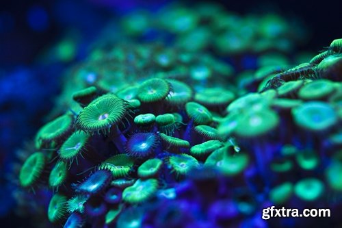 Collection of beautiful coral reef underwater world 25 HQ Jpeg