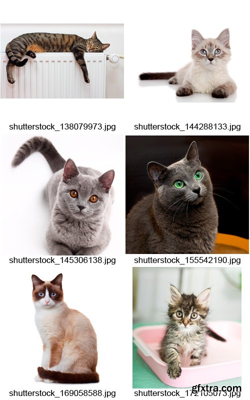 Amazing SS - Beautiful Cats, 25xJPGs