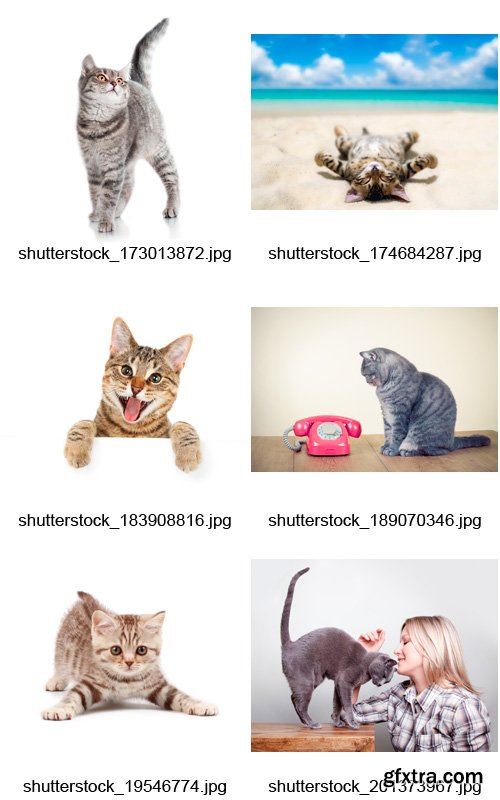 Amazing SS - Beautiful Cats, 25xJPGs