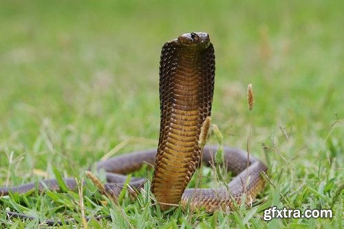 Collection of various beautiful snakes from around the world snake 25 HQ Jpeg