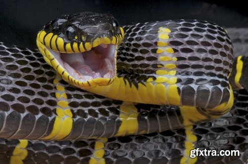 Collection of various beautiful snakes from around the world snake 25 HQ Jpeg