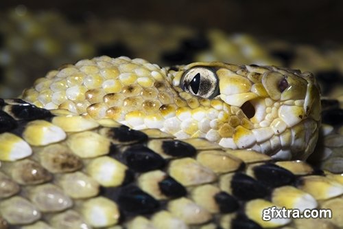 Collection of various beautiful snakes from around the world snake 25 HQ Jpeg