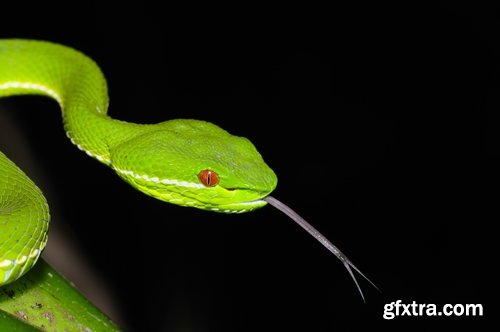 Collection of various beautiful snakes from around the world snake 25 HQ Jpeg