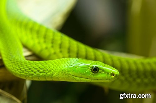 Collection of various beautiful snakes from around the world snake 25 HQ Jpeg