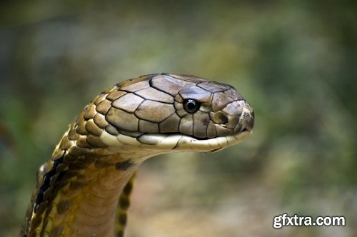 Collection of various beautiful snakes from around the world snake 25 HQ Jpeg