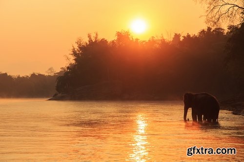 Collection mahout elephant bathing in the jungle 25 HQ Jpeg