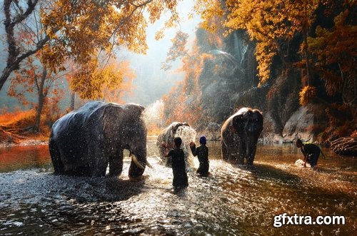 Collection mahout elephant bathing in the jungle 25 HQ Jpeg