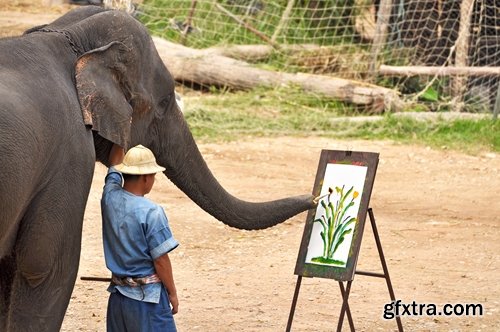 Collection mahout elephant bathing in the jungle 25 HQ Jpeg