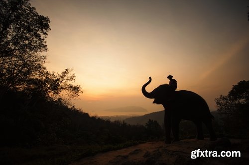 Collection mahout elephant bathing in the jungle 25 HQ Jpeg