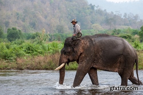 Collection mahout elephant bathing in the jungle 25 HQ Jpeg