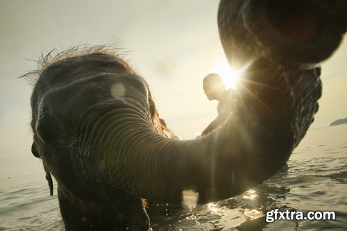 Collection mahout elephant bathing in the jungle 25 HQ Jpeg