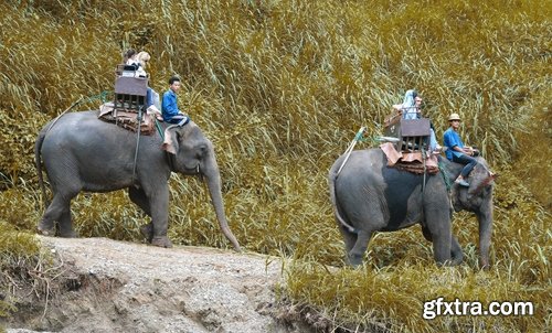 Collection mahout elephant bathing in the jungle 25 HQ Jpeg