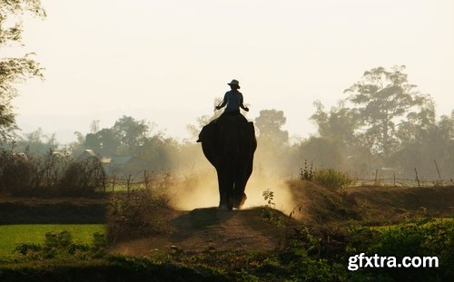 Collection mahout elephant bathing in the jungle 25 HQ Jpeg