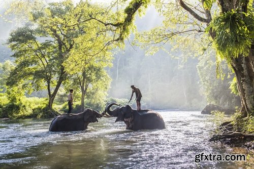 Collection mahout elephant bathing in the jungle 25 HQ Jpeg