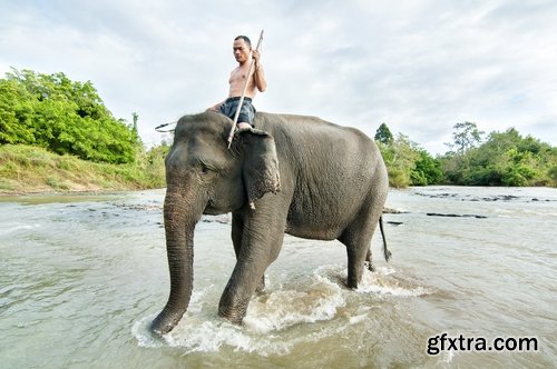 Collection mahout elephant bathing in the jungle 25 HQ Jpeg