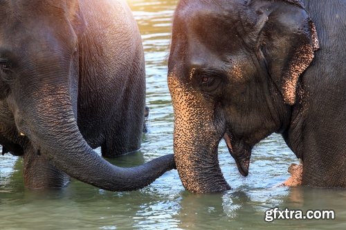 Collection mahout elephant bathing in the jungle 25 HQ Jpeg