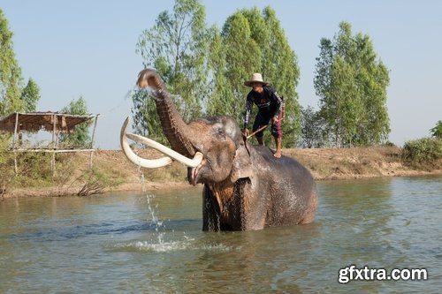 Collection mahout elephant bathing in the jungle 25 HQ Jpeg