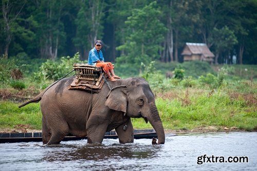 Collection mahout elephant bathing in the jungle 25 HQ Jpeg