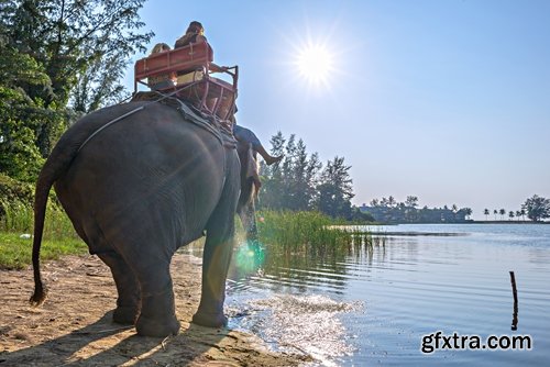 Collection mahout elephant bathing in the jungle 25 HQ Jpeg